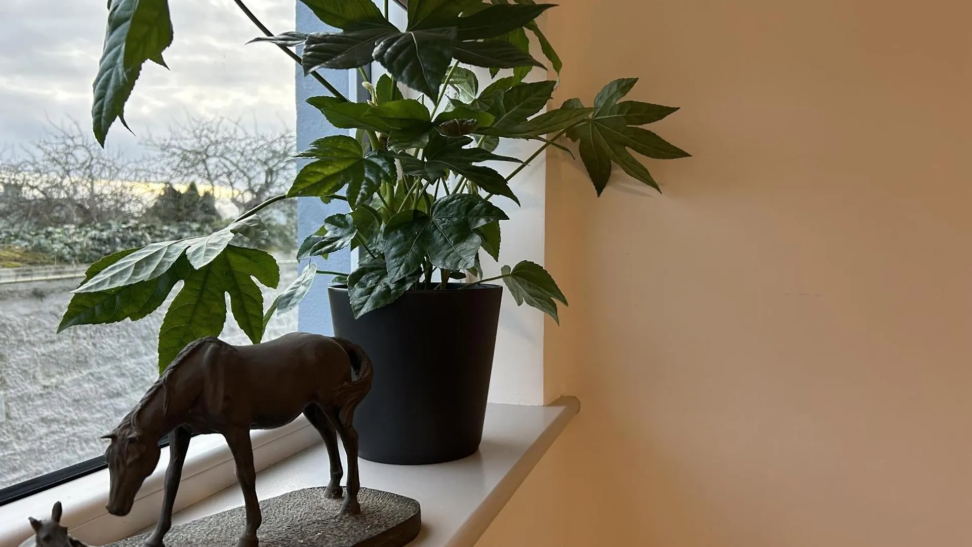 Iec Campus Apartman Cork
